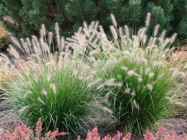 雜交狼尾草種植技術及高產(chǎn)技巧