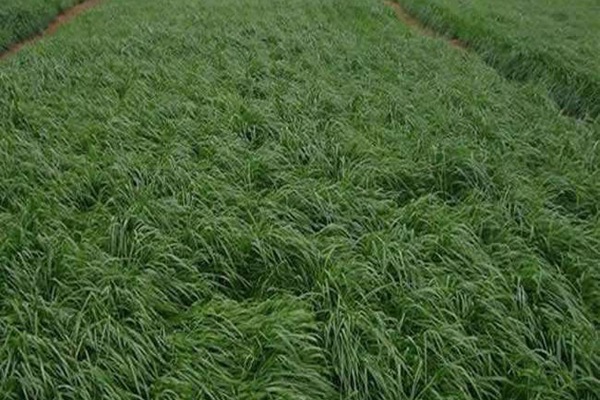 牧草黑麥草一畝地用多少種子？如何把握用量呢
