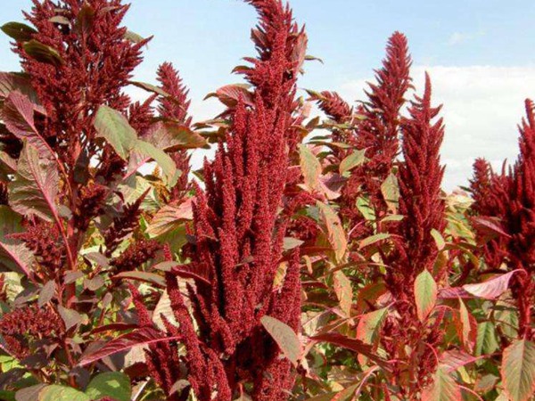 飼草和牧草有什么區(qū)別？