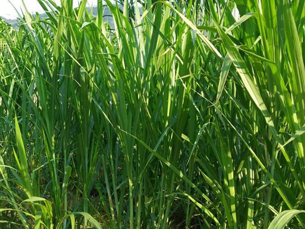 飼草和牧草有什么區(qū)別？