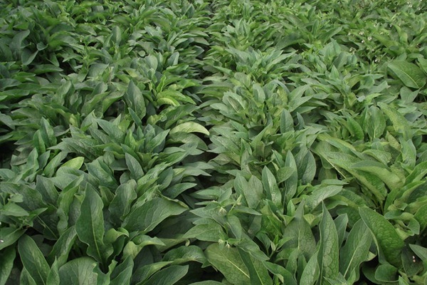 俄羅斯飼料菜種子催芽技術(shù)