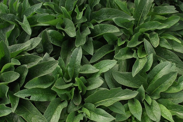 俄羅斯飼料菜種子催芽技術(shù)
