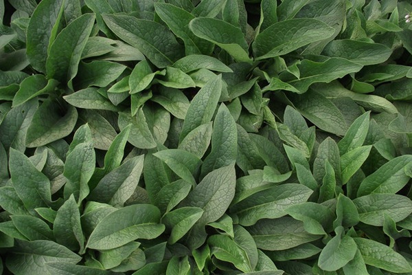俄羅斯飼料菜種子催芽技術(shù)