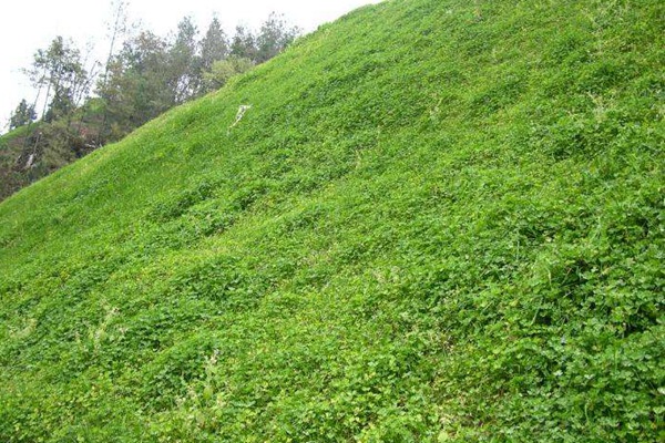 串葉松香草種子價(jià)格，多少錢一斤
