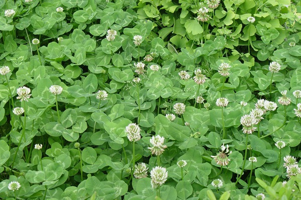 串葉松香草種子價(jià)格，多少錢一斤