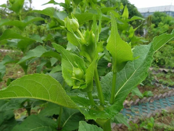 串葉松香草種子價格，多少錢一斤