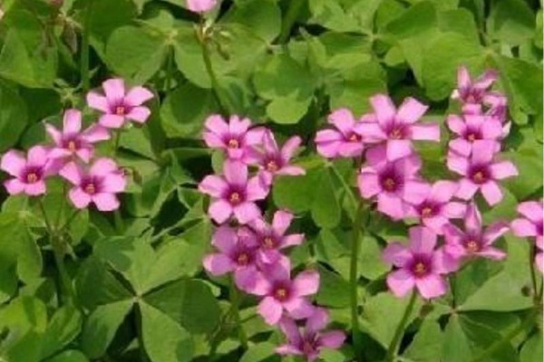 紅三葉草種子價(jià)格，多少錢一斤
