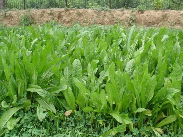將軍菊苣和魯梅克斯哪個(gè)好？