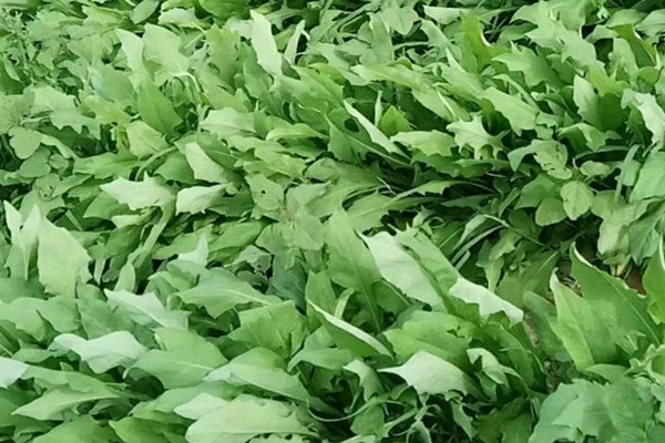 苦荬菜種子價(jià)格多少，多少錢一斤種子？