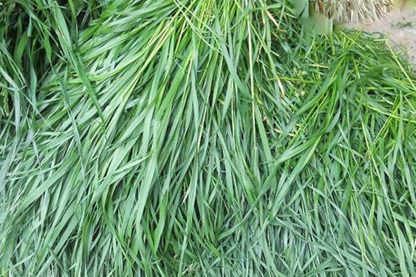 草原上冬季生長(zhǎng)的牧草品種有哪些