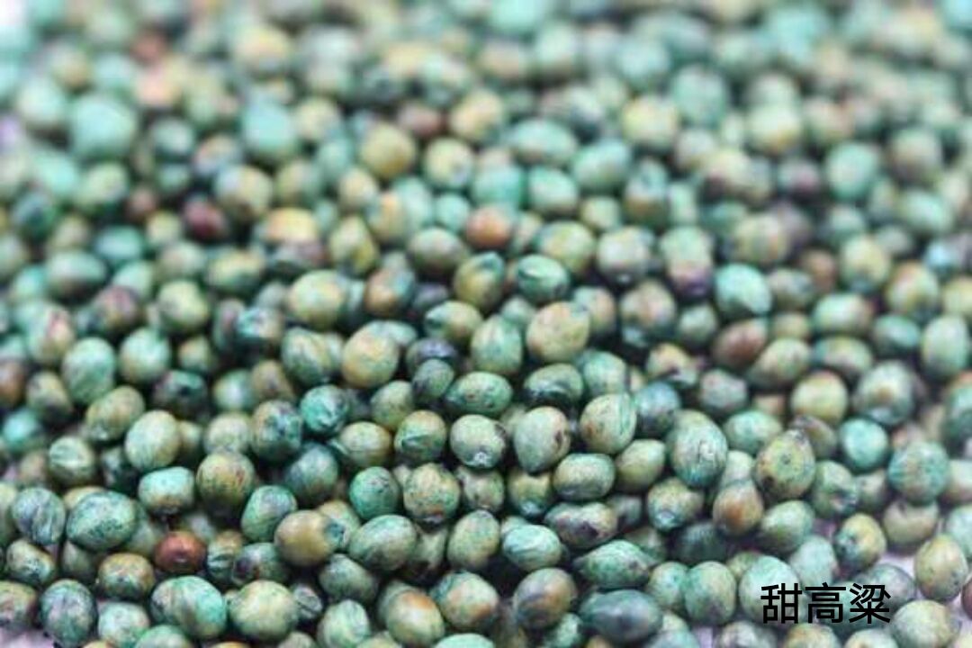 甜高粱，一年生植物，在世界各大洲都有分布