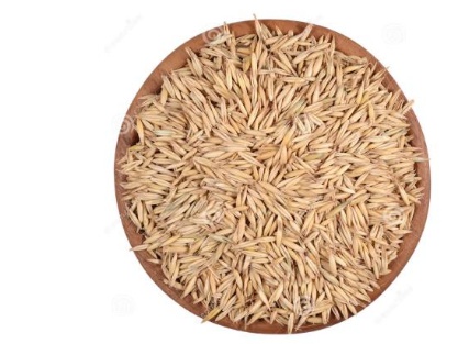 燕麥種子哪里能買(mǎi)到，價(jià)格怎么樣