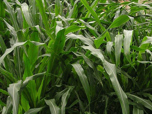 墨西哥玉米草種子播種后幾天發(fā)芽？怎么播種發(fā)芽更快