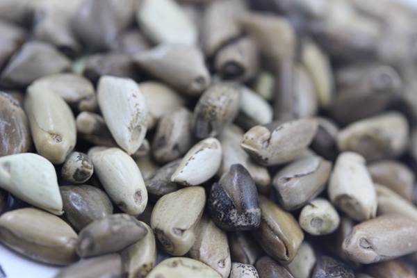 墨西哥玉米草種子播種后幾天發(fā)芽？怎么播種發(fā)芽更快