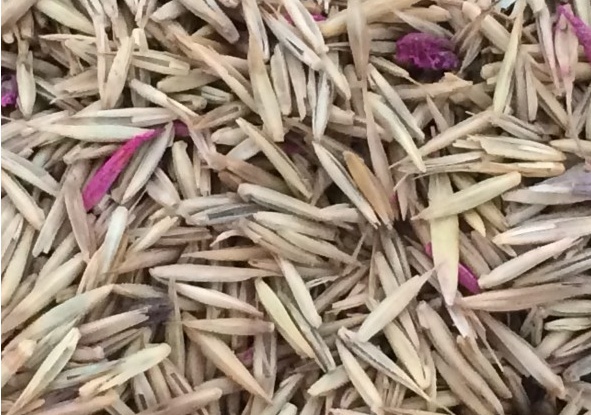 冰草種子怎么種，種后多久發(fā)芽