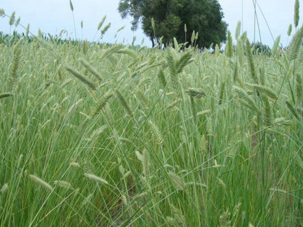 冰草種子怎么種，種后多久發(fā)芽