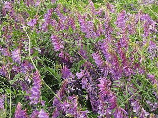 光葉紫花苕怎么播種，播種后多久發(fā)芽