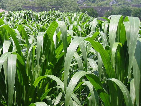 每頭牛每年飼草是多少，有什么標(biāo)準(zhǔn)