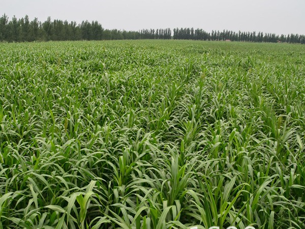 每頭牛每年飼草是多少，有什么標(biāo)準(zhǔn)
