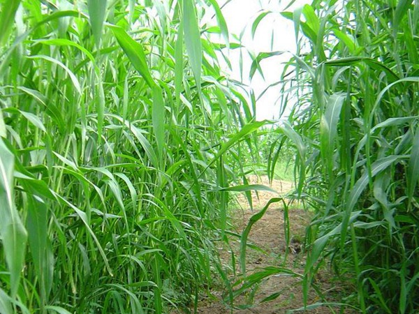 每頭牛每年飼草是多少，有什么標(biāo)準(zhǔn)