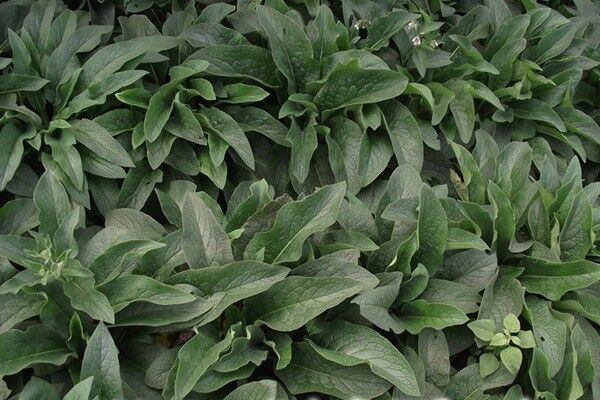 畝產(chǎn)量最高的飼草是哪種，如何種植這些高產(chǎn)飼草