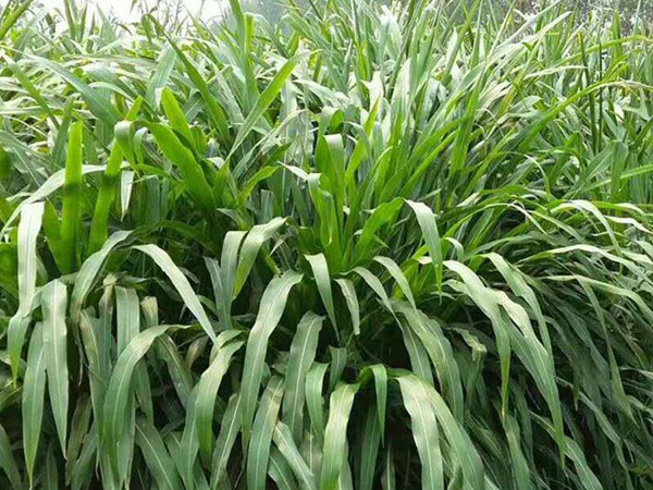 畝產(chǎn)量最高的飼草是哪種，如何種植這些高產(chǎn)飼草