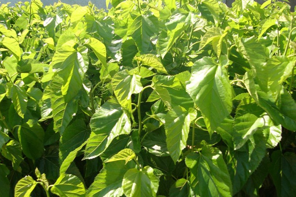 桑飼草樹能用作飼草嗎，種植養(yǎng)護(hù)技巧有哪些