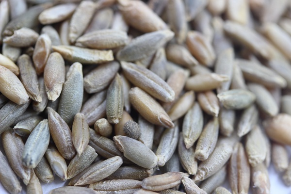 特高黑麥草種子多少錢(qián)一斤，一畝地用多少