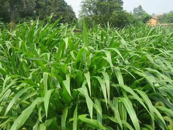 墨西哥玉米草可以直接用來喂豬嗎？如何喂養(yǎng)