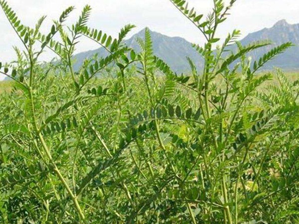 沙打旺種子價格，一畝地種多少