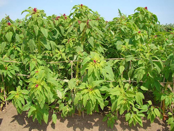 種植籽粒莧的經(jīng)濟效益如何，怎樣提高效益