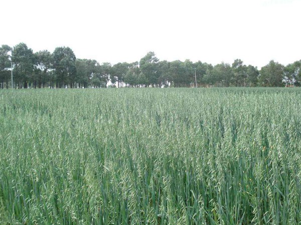 飼草型燕麥產量，如何提高畝產量