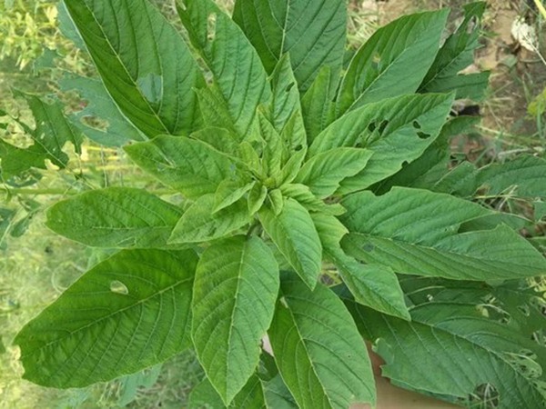 適合種植的飼草名稱，這些飼草有什么共同點