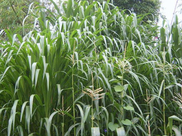 養(yǎng)20只羊用多少畝飼草，用什么品種的飼草