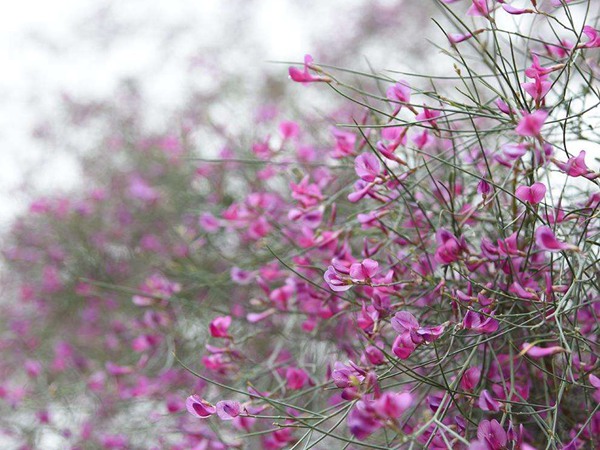 花棒是飼草嗎，怎么種植