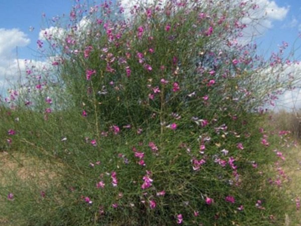 花棒是飼草嗎，怎么種植