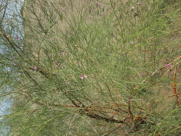 花棒是飼草嗎，怎么種植