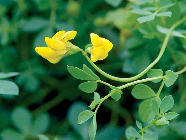 百脈根產(chǎn)量如何，怎樣提高畝產(chǎn)量