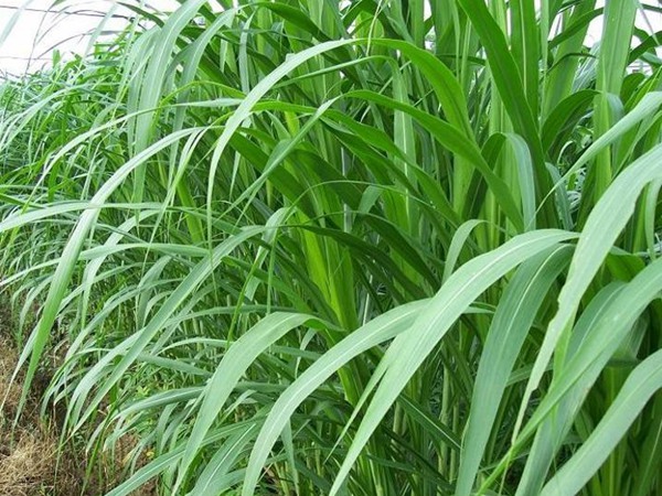 一畝皇竹草能養(yǎng)幾頭牛，經(jīng)濟效益怎么樣