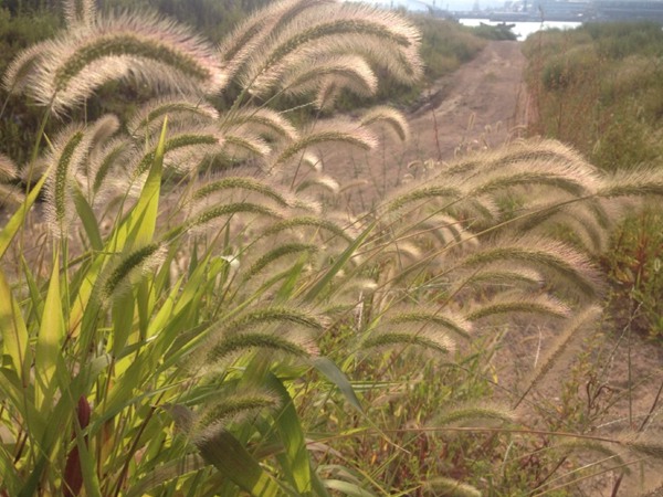牧草種植技術(shù)包括哪些，有哪些共同的種植技巧