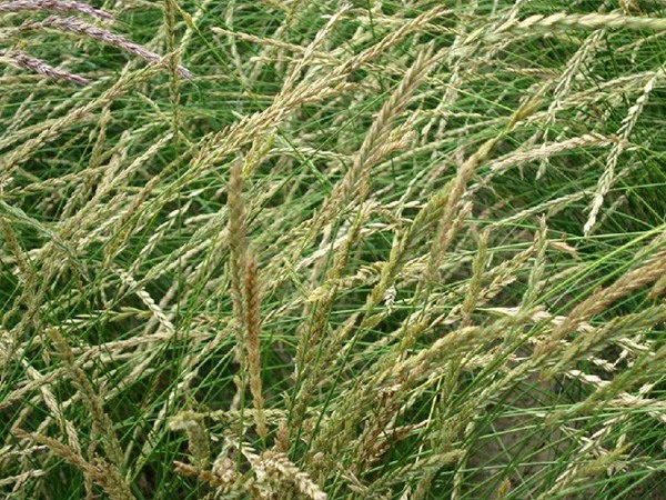 牧草種植技術(shù)包括哪些，有哪些共同的種植技巧