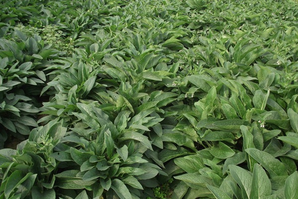 俄羅斯飼料菜種子怎么種？