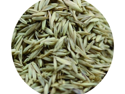 [鴨茅]鴨茅種子價格_圖片_種植方法
