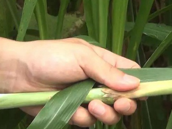 竹鼠粗糧—皇竹草種植方法與播種技術(shù)