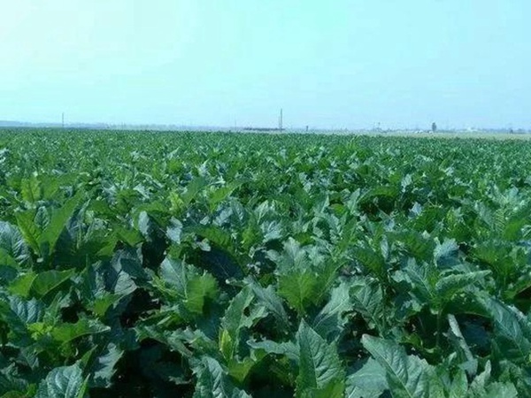 串葉松香草人工種植的時(shí)候怎么樣能高產(chǎn)？