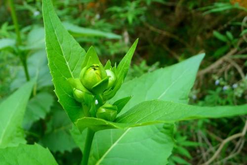 優(yōu)質(zhì)的牧草---串葉松香草，基本詳情介紹