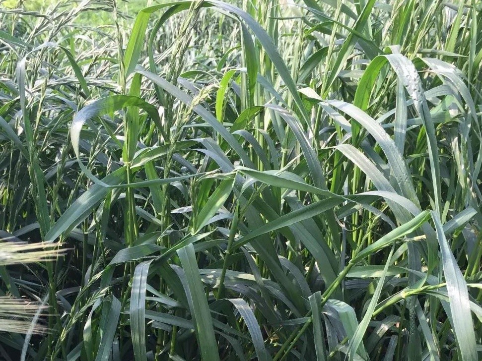 綠肥-黑麥草牧草種子【一年生黑麥草、冬牧-70】