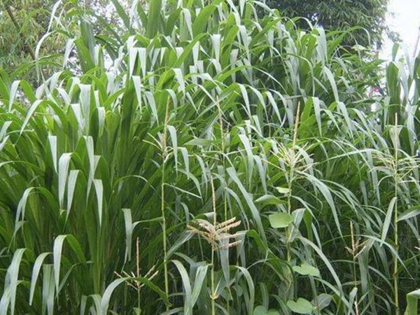 一畝地皇竹草能養(yǎng)幾只羊?可以養(yǎng)多少頭牛在南方地區(qū)？