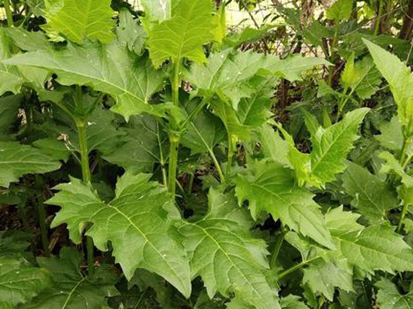 串葉松香草牧草——養(yǎng)畜禽種牧草選對(duì)品種很重要