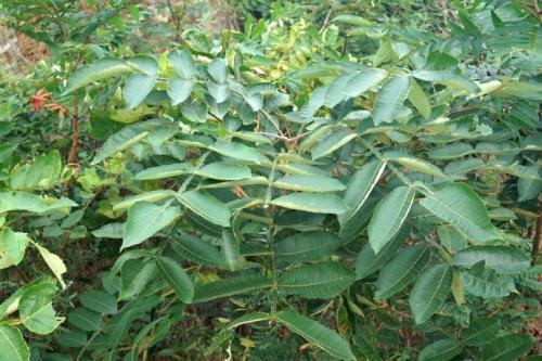 生命力頑強的鹽膚木，鹽膚木基本價值與種植技術(shù)介紹